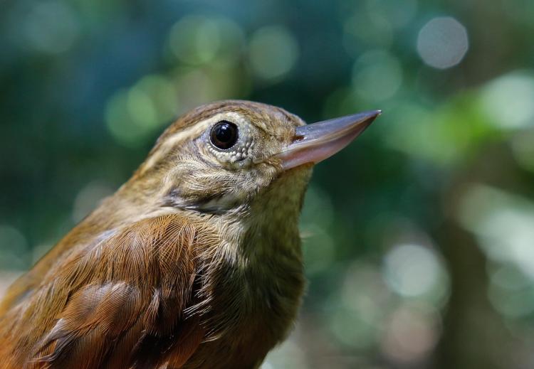 23213168_1513270455426506_8658635694330491841_o