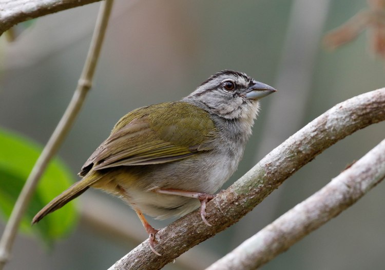 SparrowGreenbacked-1