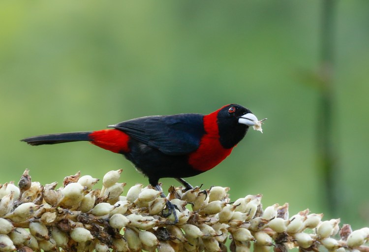 TanagerCrimsoncollared-5