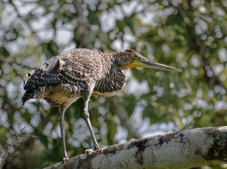 TigerHeronBarethroated-2