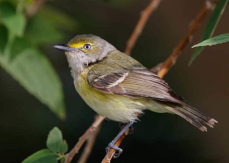 VireoWhiteeyed-1