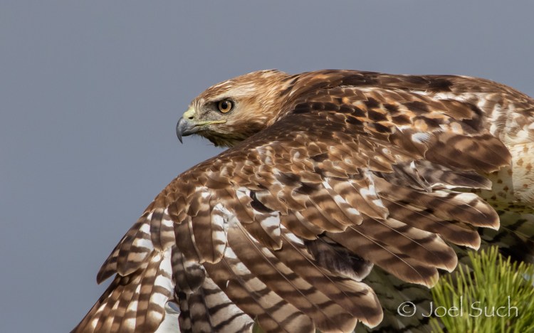 Such_RedtailedHawk