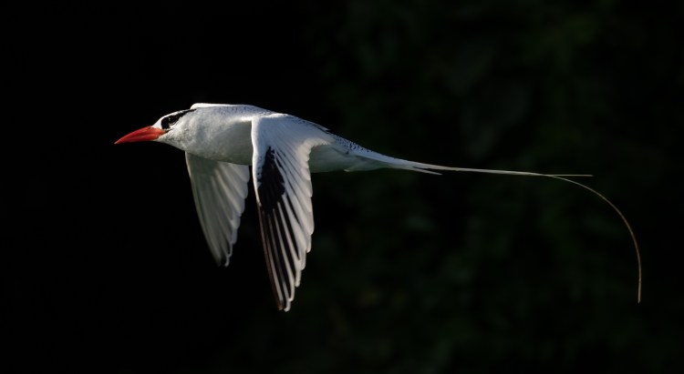 RedbilledTropicbird_BocasdelToro_JoelSuch