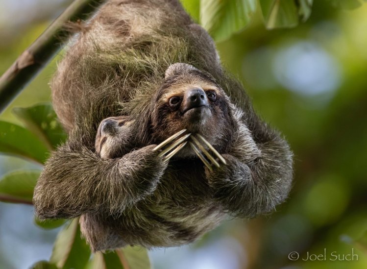 Such_Sloth